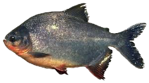 Caranha