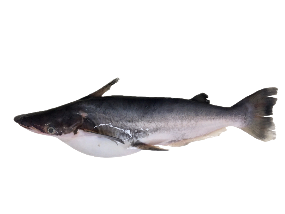 Mandubé