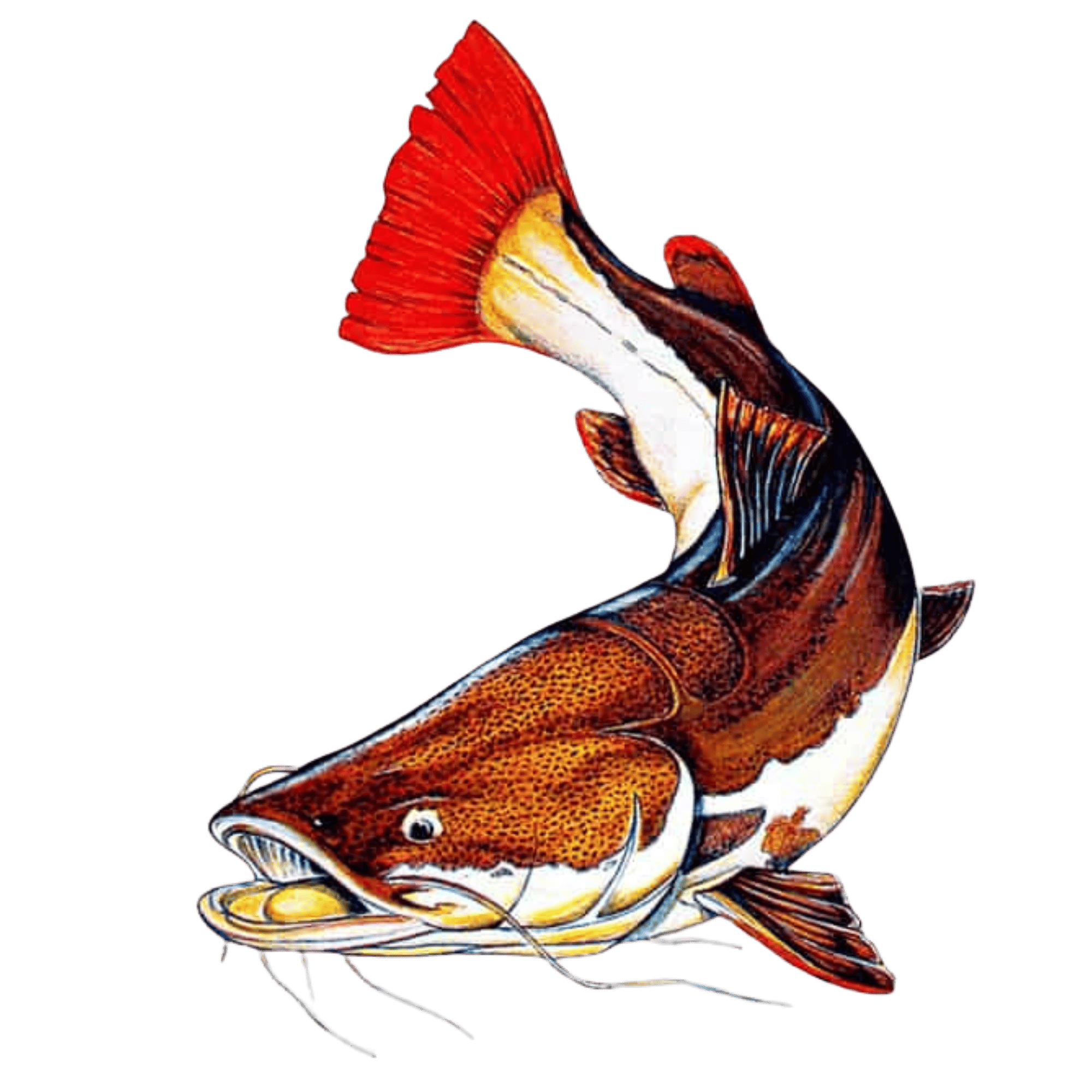Pirarara