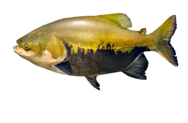 Tambaqui